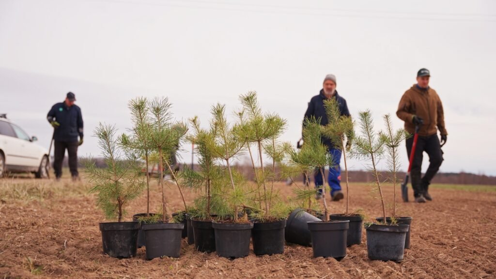 Eksperimentinio agromiškininkystės lauko įveisimas Ilzenbergo dvaro ūkyje