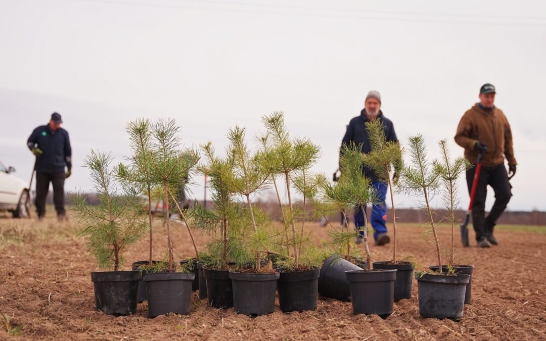 Eksperimentinio agromiškininkystės lauko įveisimas Ilzenbergo dvaro ūkyje